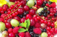 /album/zahradka-v-brne/ovoce-z-ekozahrady-vyber-1-2-jpg/